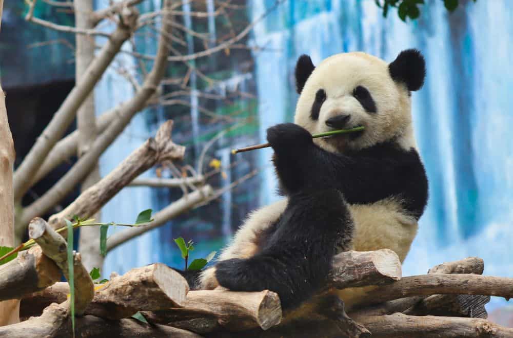 What Do Pandas Symbolize