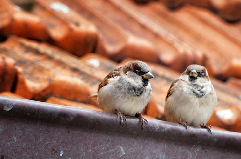 What Does it Mean When a Sparrow Visits You (9 Spiritual Meanings)