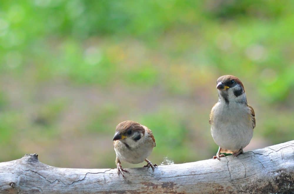 What Does it Mean When a Sparrow Visits You