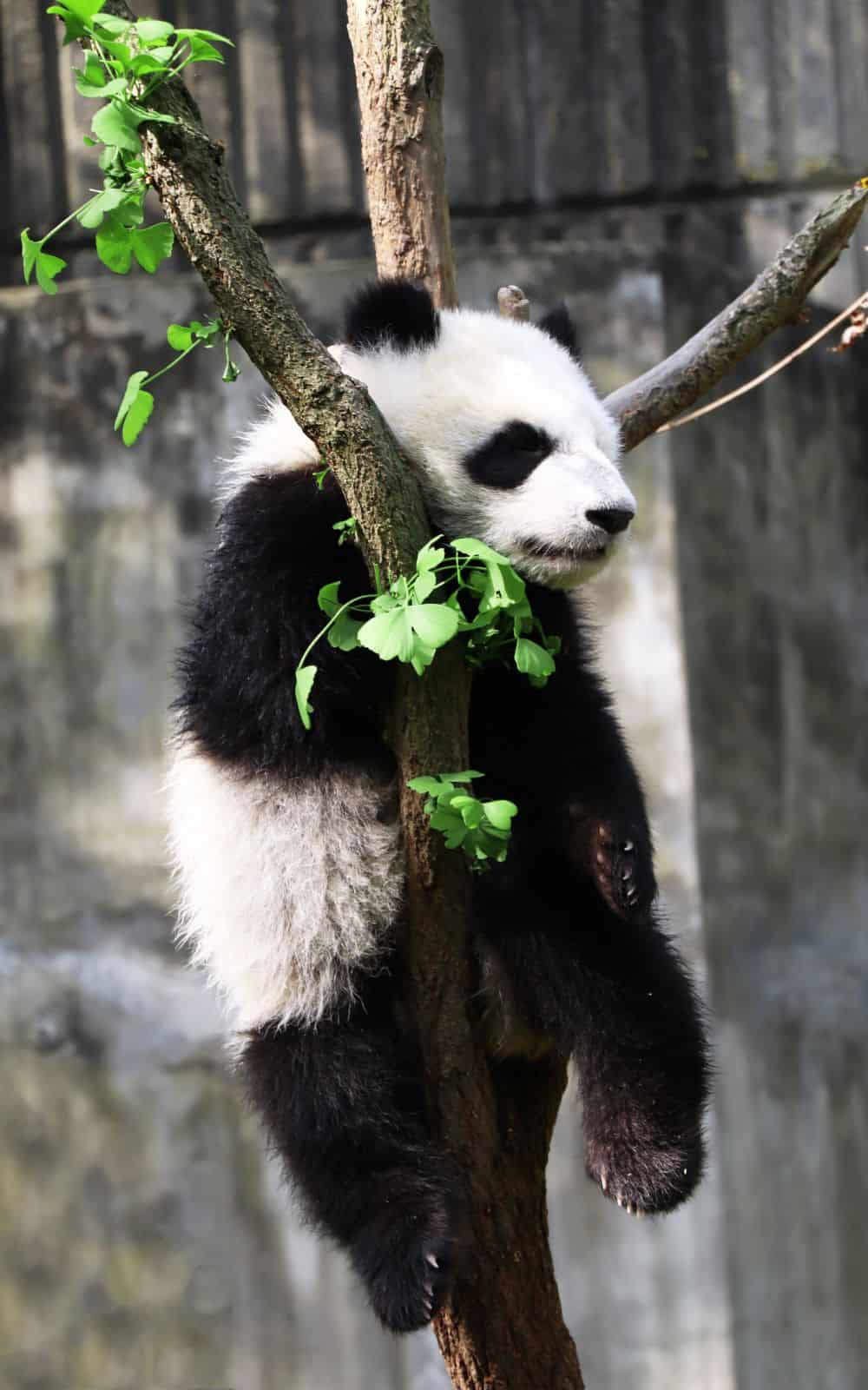 What Do Pandas Symbolize? (11 Spiritual Meanings)