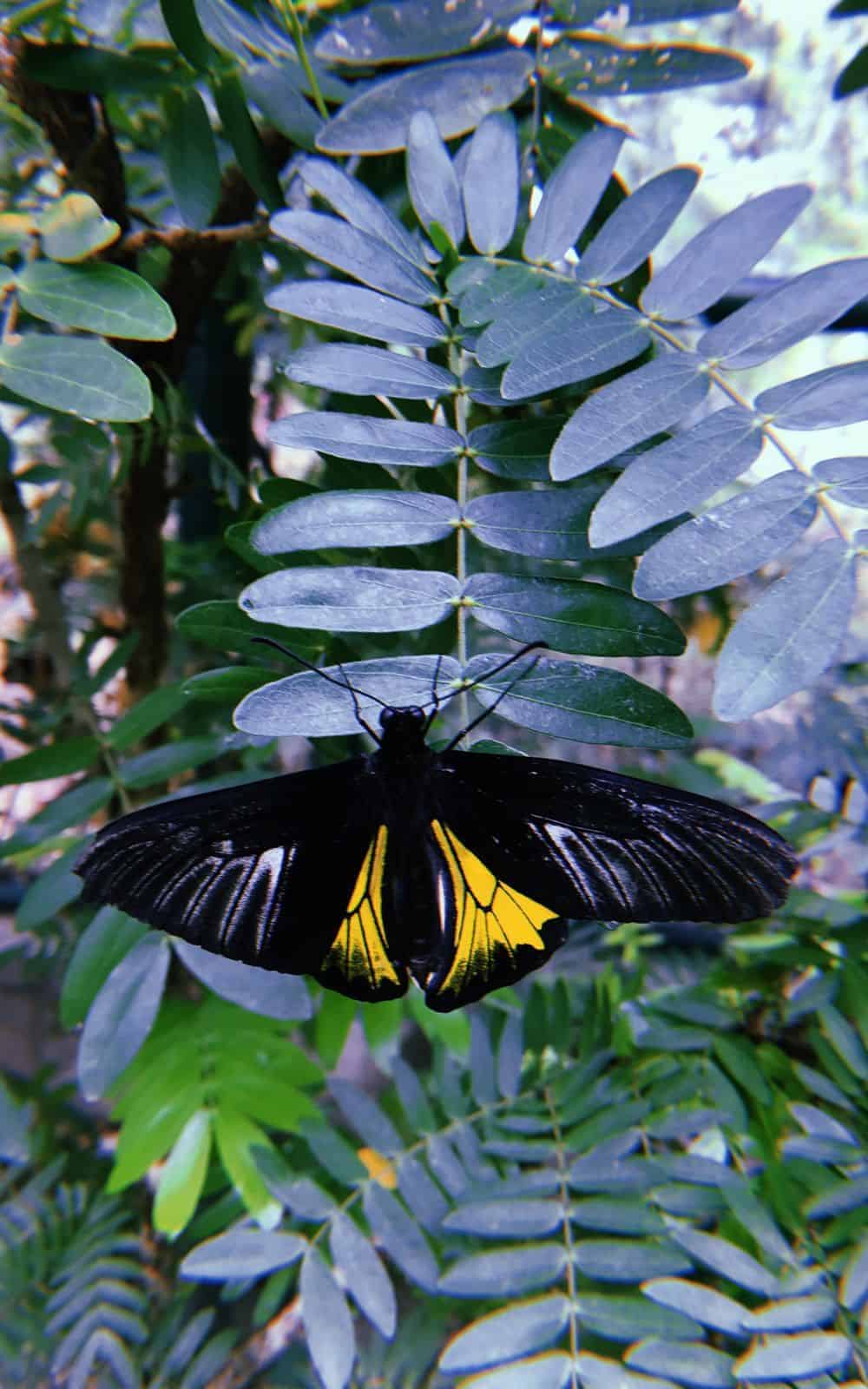 What does a yellow and black butterfly symbolize