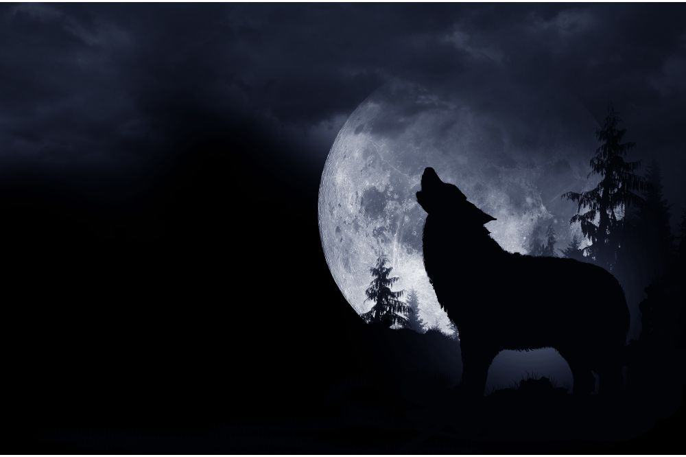 wolf in dream