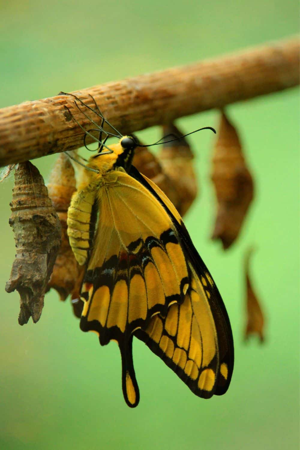 yellow and black butterfly spiritual meaning