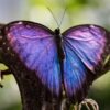 10 Spiritual Meanings of Purple Butterfly