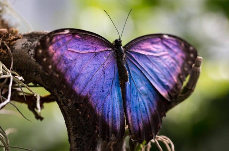 10 Spiritual Meanings of Purple Butterfly