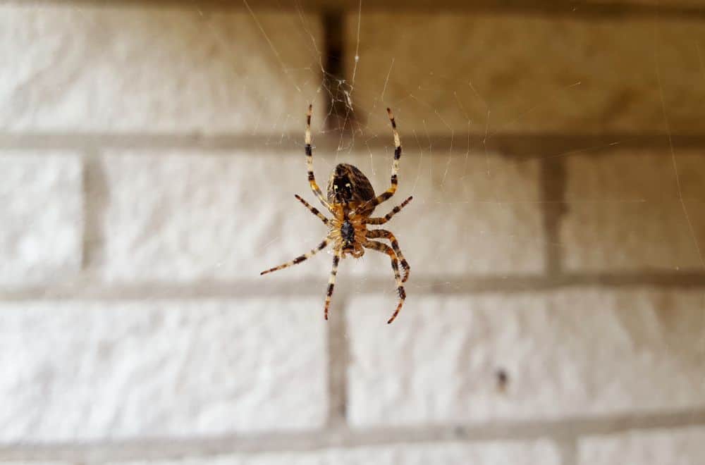 11 Spiritual Meaning of Spiders in House