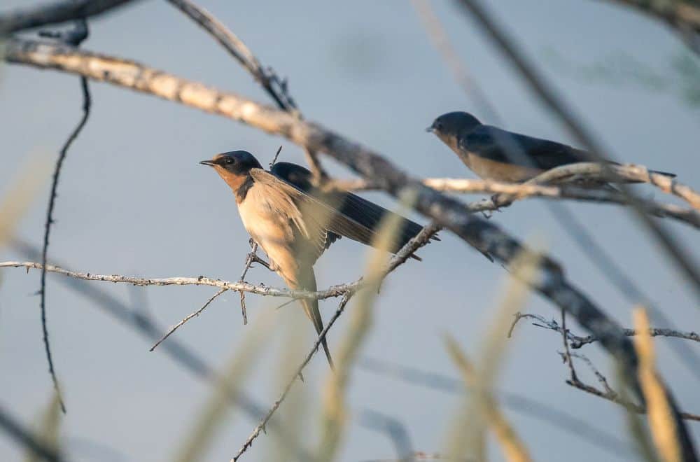 13 Spiritual Meaning of Swallow Bird