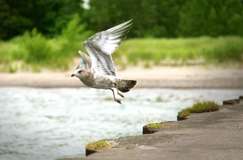 16 Spiritual Meaning of Birds Flying in Front of You