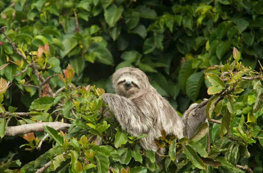 4 Spiritual Meanings of Sloth Animal