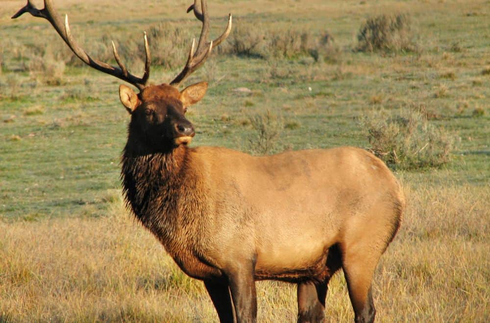 5 Spiritual Meaning of Elk