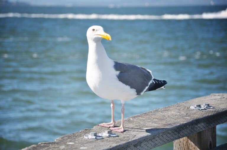 5 Spiritual Meanings of Seagull