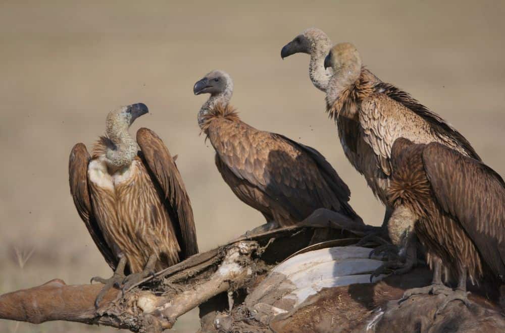9 Spiritual Meanings of Vultures (Symbolism)