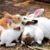 Dream about Rabbits? (9 Spiritual Meanings)