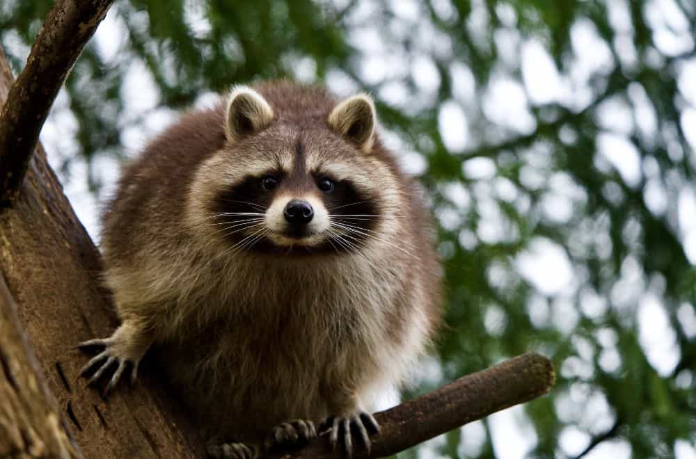 Dream about Raccoon? (10 Spiritual Meanings)
