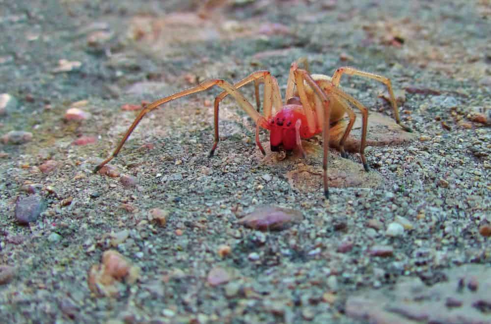Dream about Red Spider? (8 Spiritual Meanings)