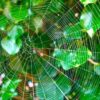 Dream about Spider Webs? (11 Spiritual Meanings)