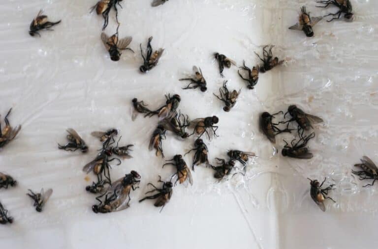 Dream about Swarm of Flies (11 Spiritual Meanings)