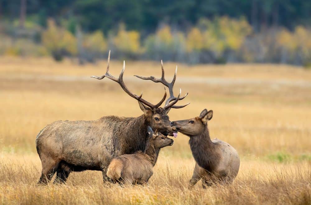 How do you know if the elk is your spirit animal