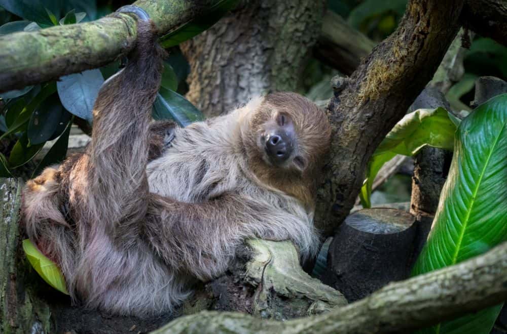 How to channel your inner sloth
