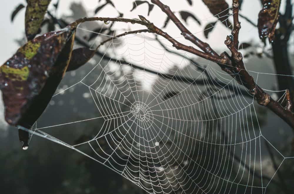 How to interpret dreams of spider webs