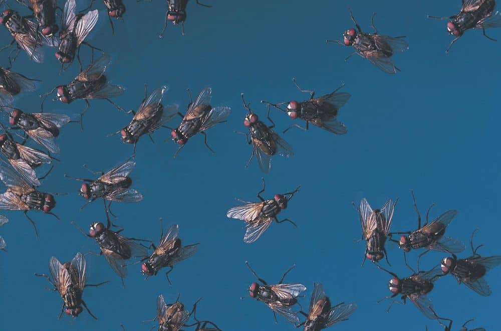 Interpreting dreams about swarms of flies