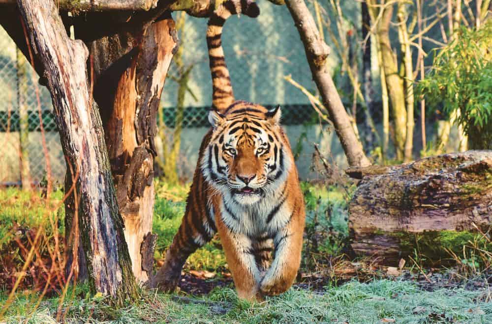 Interpreting dreams about tigers