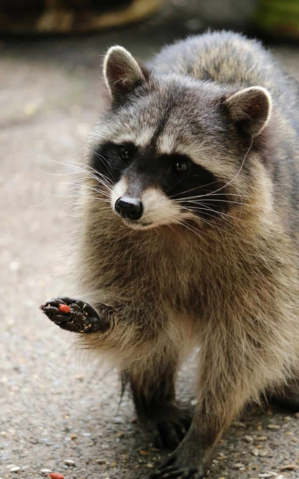 Raccoon Dream Meaning - What associations do we have with raccoons