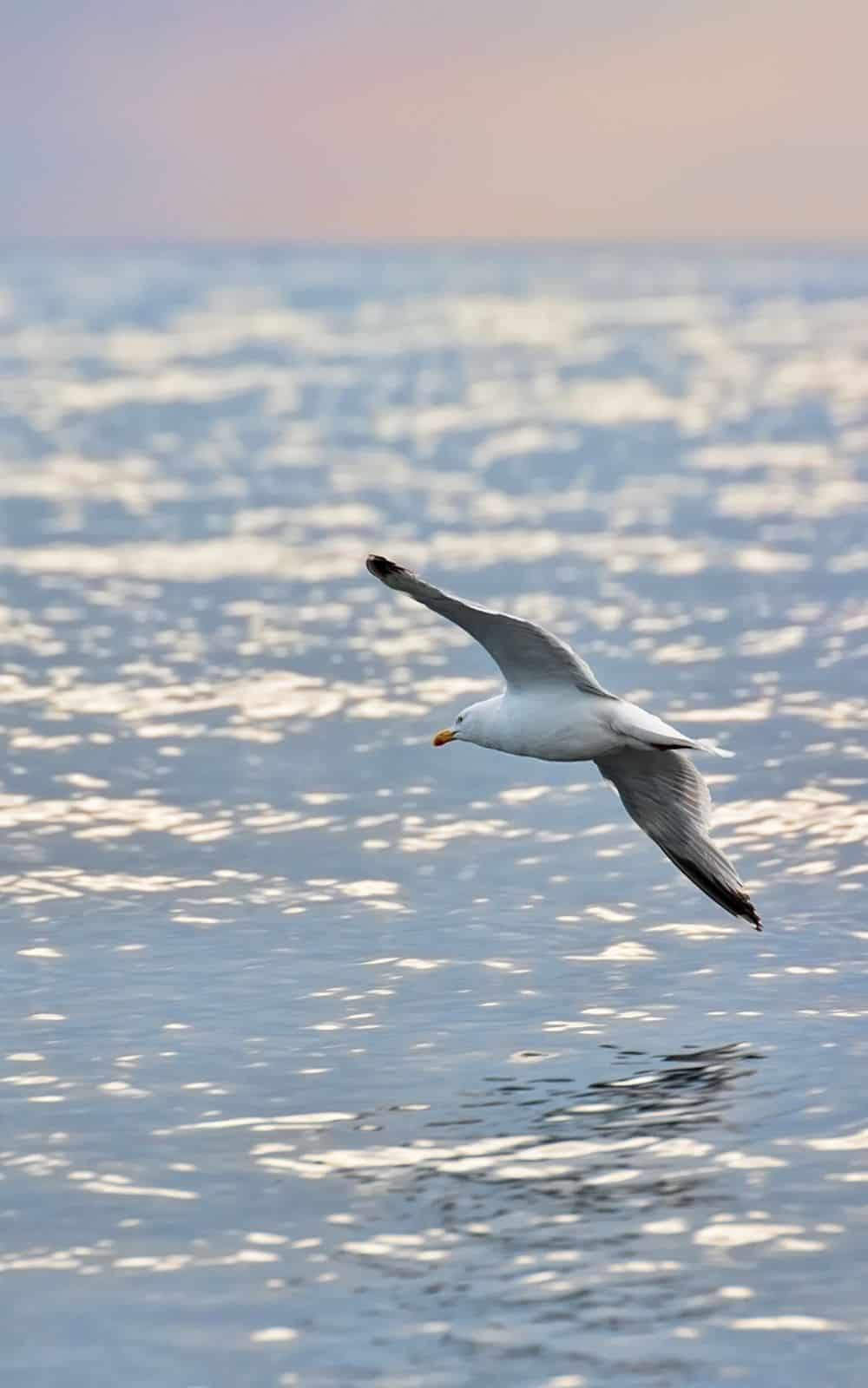 Seagull Spirit Animal - What are the characteristics of the seagull