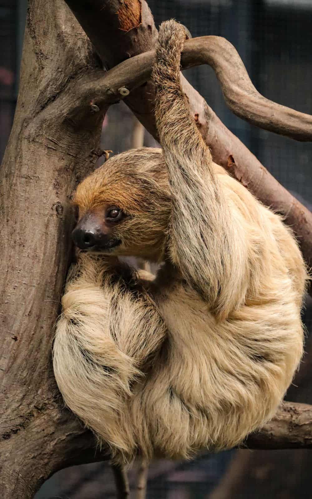 Sloth Spirit Animal - What are the characteristics of the sloth?