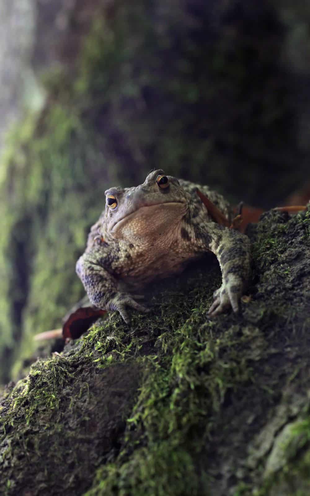 Spiritual Meaning of Toads - Associations with toads