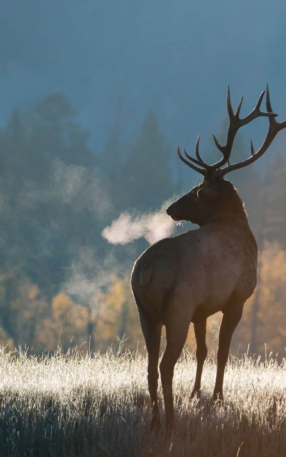 What are the characteristics of the elk